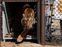 Pelepasan Singa dan Harimau dari Kebun Binatang Lujan ke Alam Liar