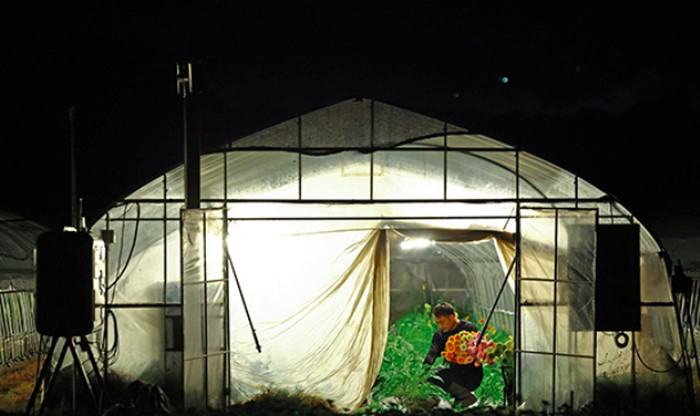 Petani Jepang bekerja di malam hari karena suhu panas ekstrem.