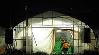 Petani Jepang Kini Bertani Tengah Malam, Suhu Panas Makin Mematikan