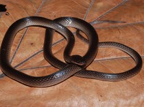 Spesies Ular Baru dari Tetangga Indonesia Ini Punya Nama Tak Biasa