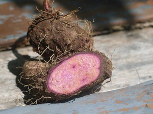 Lagi Viral Banget Ube Khas Filipina, Ternyata Ditanam Juga Lho di Indonesia