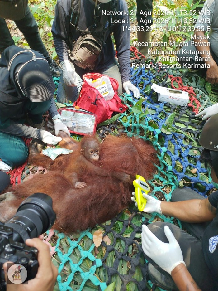 BKSDA Selamatkan orangutan Kalbar