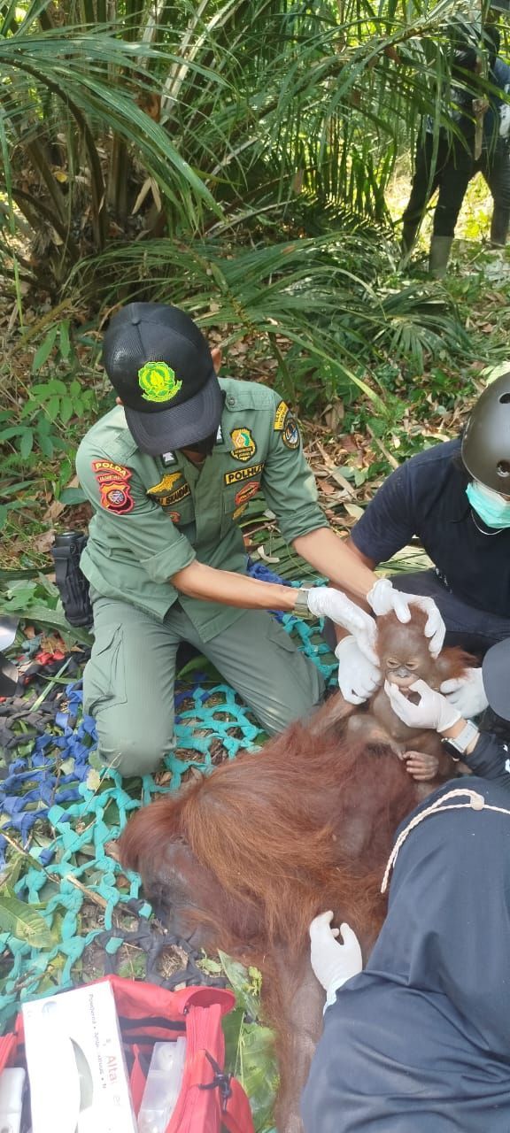 Kisah Penyelamatan Orang Utan di Kalbar Saat Puncak Musim Kemarau