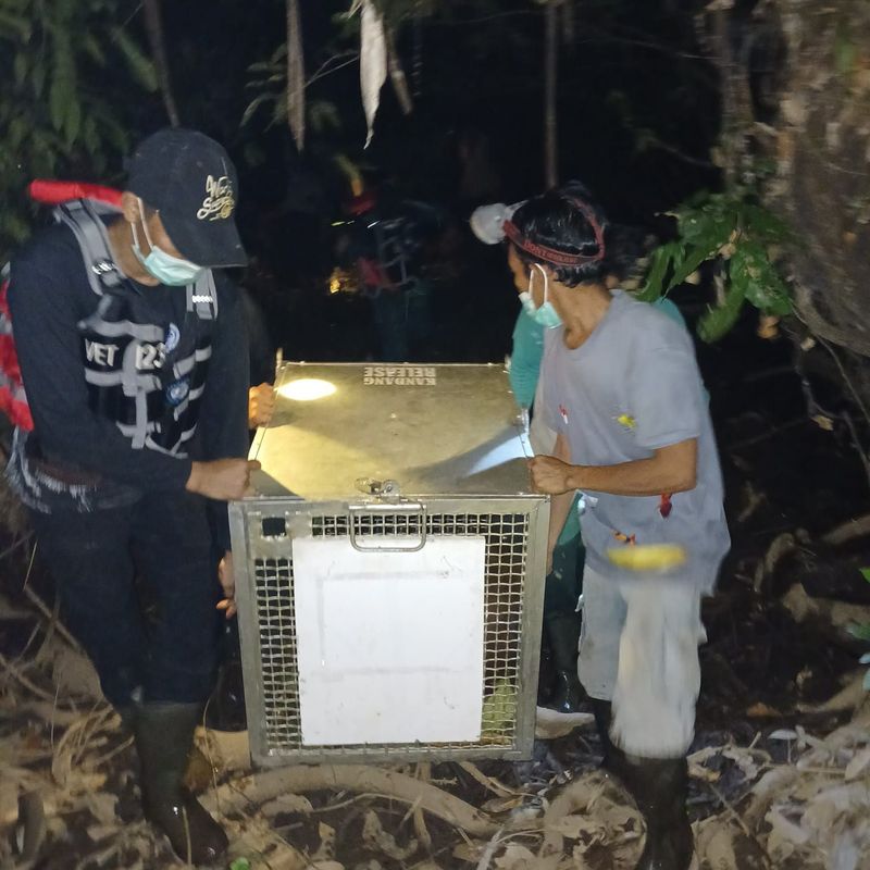 Kisah Penyelamatan Orang Utan di Kalbar Saat Puncak Musim Kemarau