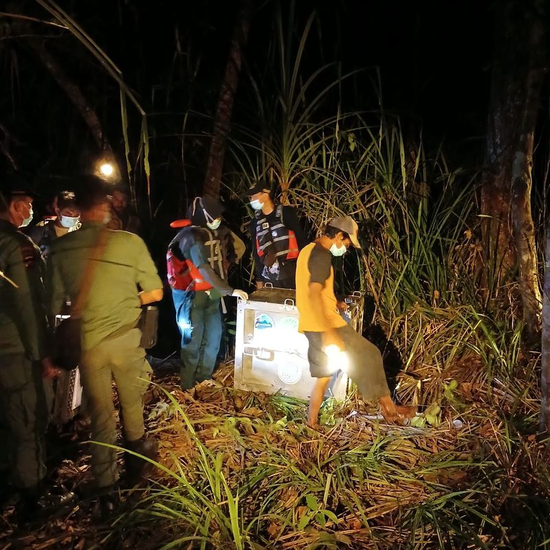 BKSDA Selamatkan orangutan Kalbar
