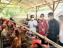 Bupati Bone Siapkan Hilirisasi Ayam Terintegrasi Usai Studi Tiru di Bali