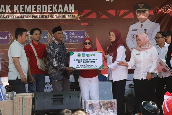 Pemprov Jabar Salurkan 24 Ekor Bibit Sapi Potong ke 3 Kabupaten