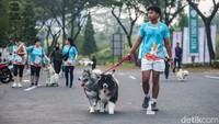 Peserta membawa anabul seperti kucing, anjing, maupun kelinci saat jogging bersama.  