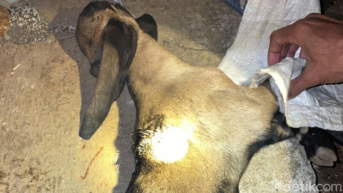 3 kambing mati digigit anjing misterius di Gunungkidul