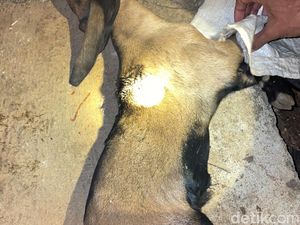 Sosok Anjing Misterius yang Bunuh Kambing-Unggas di Gunungkidul