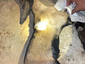 Momen Ngeri Warga Gunungkidul Dapati Kambingnya Mati Tercabik-cabik