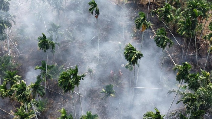 Kebakaran kebun pinang di Tanjabbar, Jambi