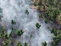Video Penampakan dari Udara Karhutla Jambi: 2,5 Ha Kebun Pinang Ludes Terbakar