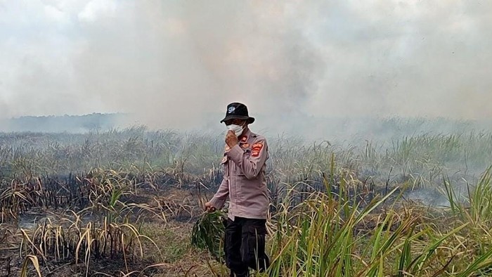Kebakaran terjadi di Taman Nasional Way Kambas, Lampung Timur