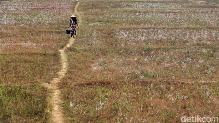 Kemarau panjang membuat warga Cibarusah kesulitan mendapatkan air. Debit Sungai Cipamingkis terus menipis, sementara warga harus berjuang memenuhi kebutuhan sehari-hari.