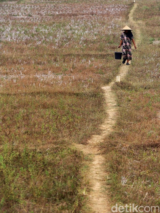 Kekeringan Cekik Cibarusah, Air Cipamingkis Menipis
