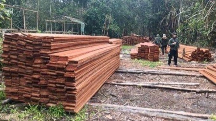 Kemenhut ungkap pembalakan liar di Suaka Margasatwa Kerumutan, Riau. (dok. Antara)