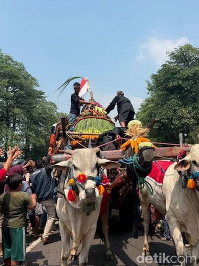 Merawat Tradisi, 43 Cikar Ramaikan Parade Cikar di Kabupaten Kediri