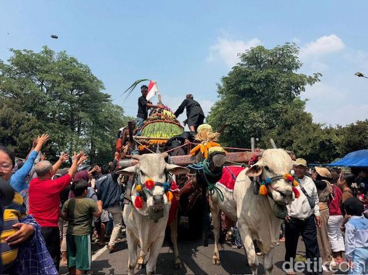 Merawat Tradisi, 43 Cikar Ramaikan Parade Cikar di Kabupaten Kediri