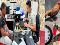 Polisi Gerebek Judi Sabung Ayam di OKU Timur, Pemilik Lahan Diamankan