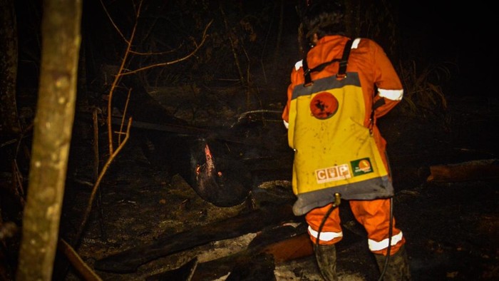 Petugas COP memadamkan api karhutla di Kawasan Hutan dengan Tujuan Khusus (KHDTK) Labanan, Berau yang jaraknya sudah 550 meter dari pusat penyelamatan orang utan. (Istimewa)