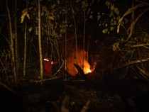 Aduh, Kebakaran Hutan di Berau Makin Dekat dengan Habitat Orang Utan