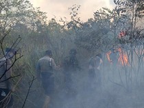 Taman Nasional Way Kambas Terbakar, Kepala Balai Pastikan Gajah Liar Aman