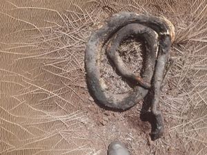 Ular Piton-Biawak Korban Api Karhutla di Kotim, 26 Satwa Terpanggang