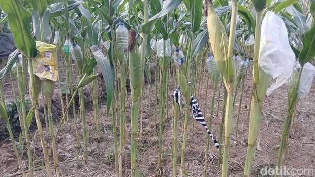 Tanaman Jagung di Blora Tanaman jagung dibungkus plastik untuk cegah serangan tikus, Dukuh Gayam, Desa Todana Blora