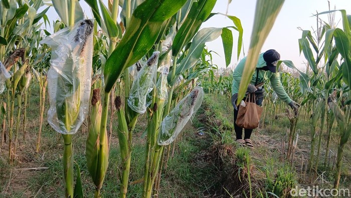 Tanaman jagung dibungkus plastik untuk cegah serangan tikus, Dukuh Gayam, Desa Todana Blora