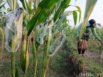 Curhat Petani di Blora Berkali-kali Gigit Jari Imbas Serangan Hama Tikus