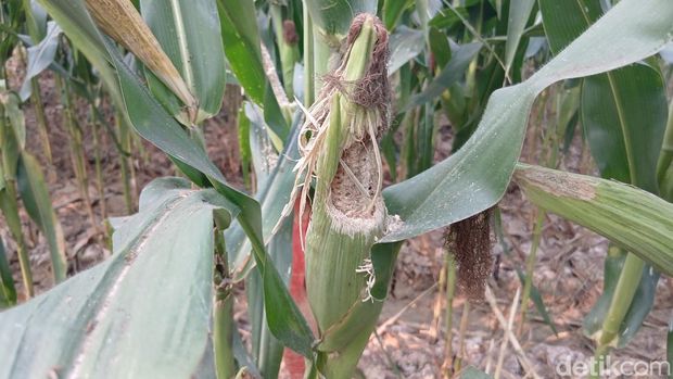 Tanaman Jagung di Blora Tanaman jagung dibungkus plastik untuk cegah serangan tikus, Dukuh Gayam, Desa Todana Blora