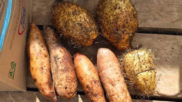 Ube lokal Penampakan bebearapa varian ube lokal (Dioscorea)