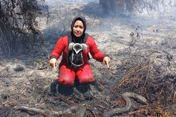 Tim Manggala Agni menemukan bangkai ular yang terbakar pada lahan terdampak Karhutla di Kecamatan Muara Pawan, Kabupaten Ketapang, Jumat (21/8/2026)