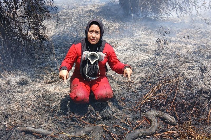 Tim Manggala Agni menemukan bangkai ular yang terbakar pada lahan terdampak Karhutla di Kecamatan Muara Pawan, Kabupaten Ketapang, Jumat (21/8/2026)