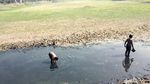 Waduk di Gresik Surut, Anak-anak Manfaatkan Kubangan untuk Berburu Ikan