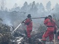 3 Cara Cek Kebakaran Hutan, Bisa Pakai Google Maps