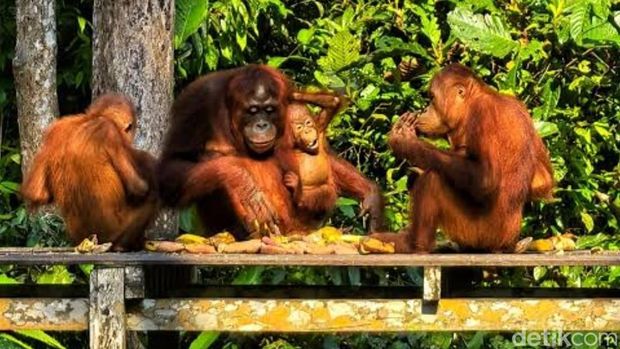 Orang utan di Taman Nasional Tanjung Puting (TNTP) Orang utan di Taman Nasional Tanjung Puting (TNTP).