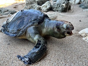 2 Penyu Jumbo Mati di Pantai Gunungkidul