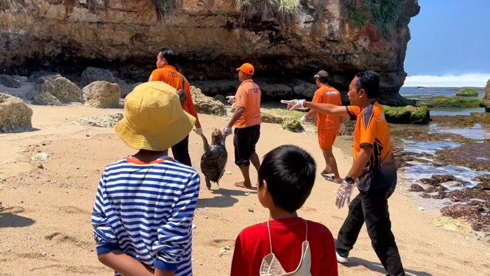 Petugas mengevakuasi penyu berukuran besar yang mati di pinggir Pansela Gunungkidul, Minggu (23/8/2026).