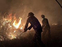Kebakaran di Taman Nasional Way Kambas Sudah Padam