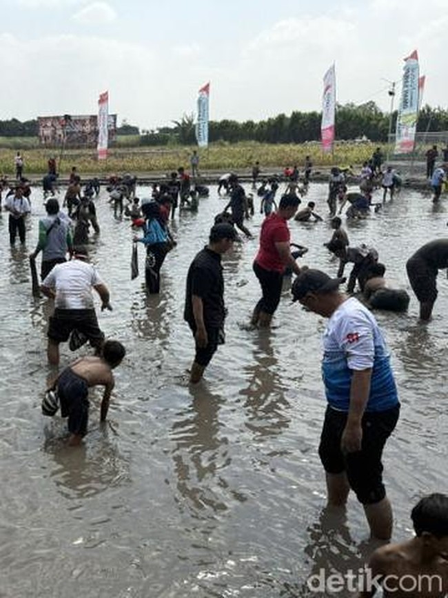 Serunya Warga Kediri Berebut Tangkap Belut di Sawah