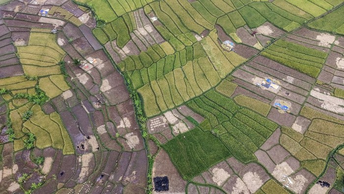 Foto udara petani memanen padi di Desa Darmaraja, Kabupaten Ciamis, Jawa Barat, Minggu (23/8/2026). Perum Bulog mencatat penyerapan gabah petani hingga 9 Agustus 2026 mencapai 3,67 juta ton setara beras, mendekati target tahunan 4 juta ton dan diproyeksikan tercapai pada akhir September 2026. ANTARA FOTO/Adeng Bustomi/kye