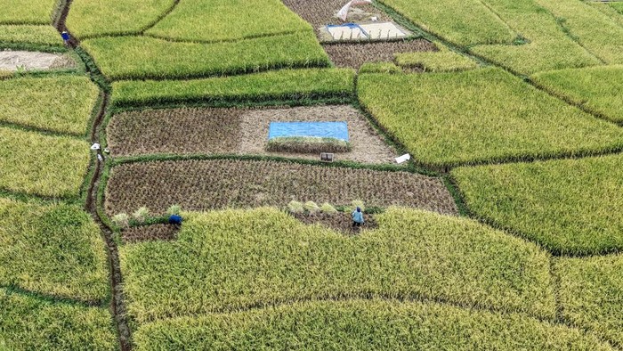 Foto udara petani memanen padi di Desa Darmaraja, Kabupaten Ciamis, Jawa Barat, Minggu (23/8/2026). Perum Bulog mencatat penyerapan gabah petani hingga 9 Agustus 2026 mencapai 3,67 juta ton setara beras, mendekati target tahunan 4 juta ton dan diproyeksikan tercapai pada akhir September 2026. ANTARA FOTO/Adeng Bustomi/kye