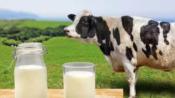 7 Jenis Susu dan Jumlah Proteinnya, dari Susu Almond sampai Susu Sapi