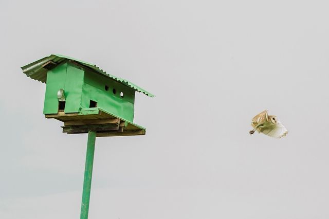 Burung hantu di perkebunan. (Dok. Asian Agri)