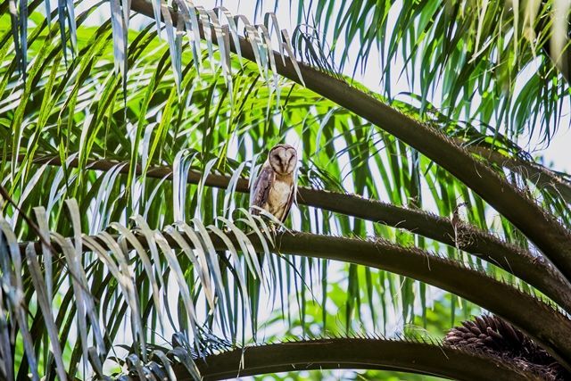 Burung hantu di perkebunan. (Dok. Asian Agri)
