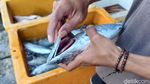 Cuaca Ekstrem Bikin Harga Ikan Laut di Sidoarjo Naik