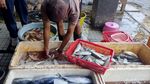 Cuaca Ekstrem Bikin Harga Ikan Laut di Sidoarjo Naik