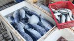 Cuaca Ekstrem Bikin Harga Ikan Laut di Sidoarjo Naik